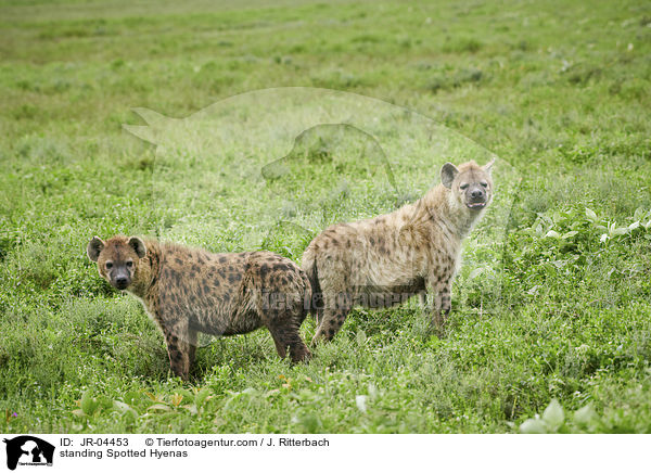 standing Spotted Hyenas / JR-04453
