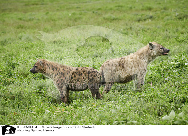 standing Spotted Hyenas / JR-04454