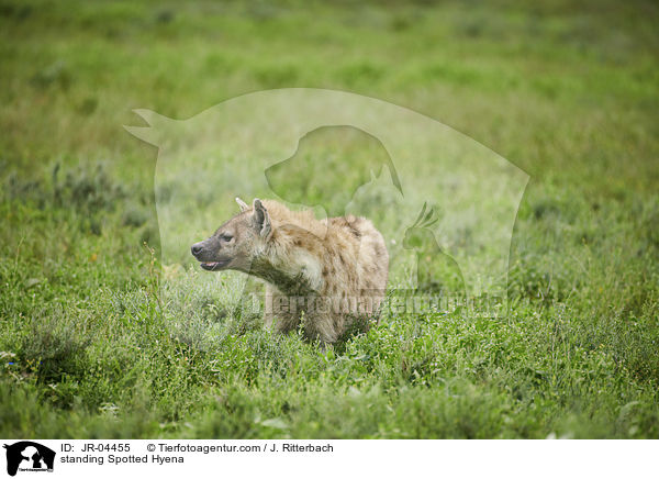 standing Spotted Hyena / JR-04455