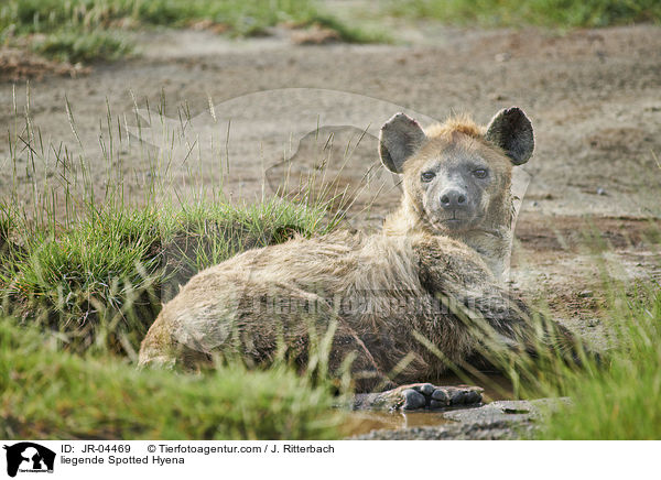 liegende Spotted Hyena / JR-04469