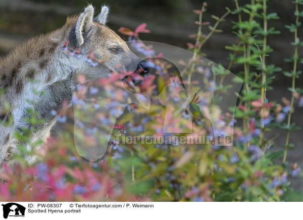 Spotted Hyena portrait / PW-08307