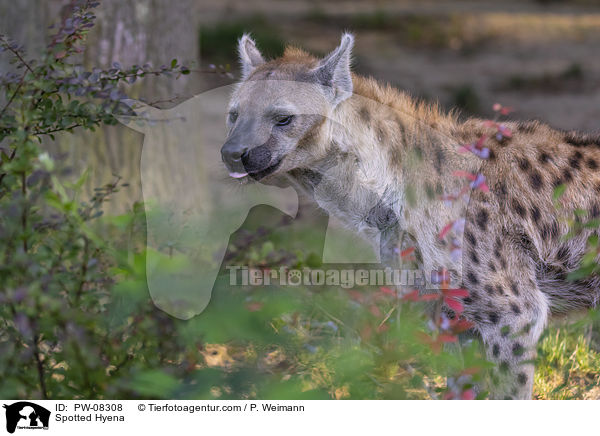 Spotted Hyena / PW-08308