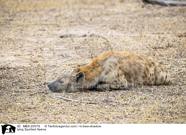 lying Spotted Hyena / MBS-20579