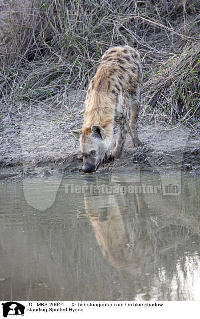 standing Spotted Hyena / MBS-20644