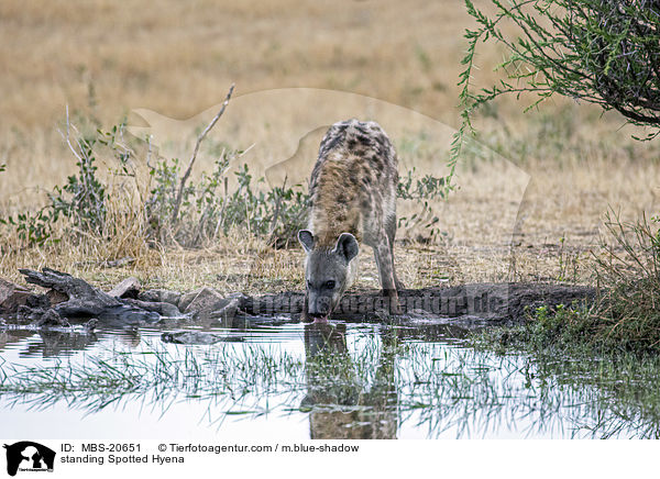 standing Spotted Hyena / MBS-20651