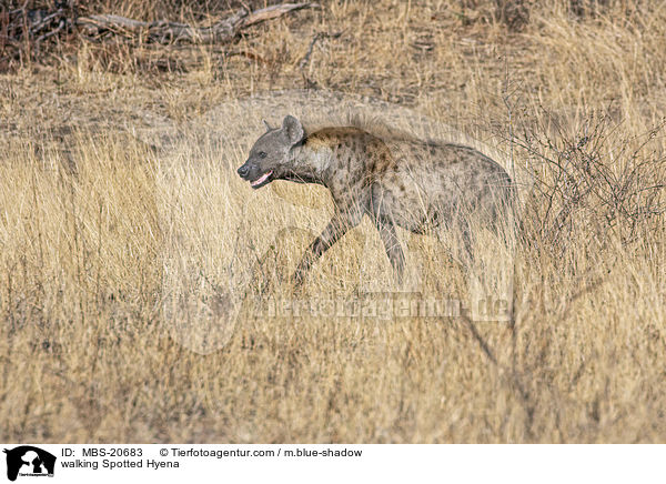 walking Spotted Hyena / MBS-20683