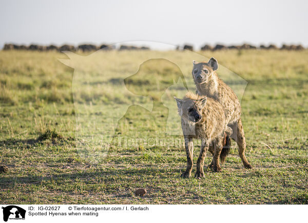 Spotted Hyenas when mating / IG-02627