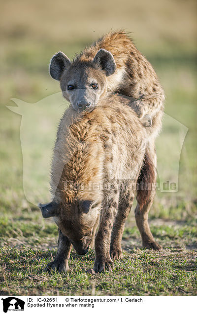 Spotted Hyenas when mating / IG-02651