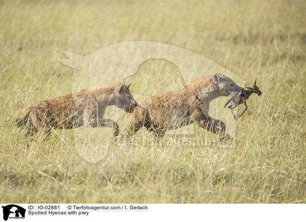 Tpfelhynen mit Beutetier / Spotted Hyenas with prey / IG-02881