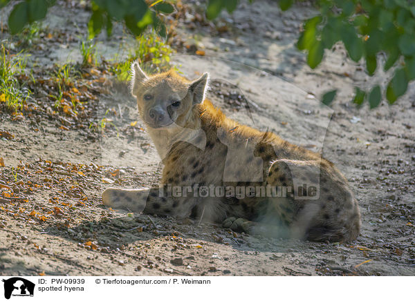 spotted hyena / PW-09939