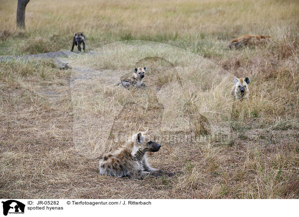 spotted hyenas / JR-05282