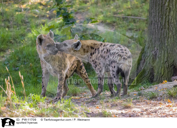 spotted hyenas / PW-11709