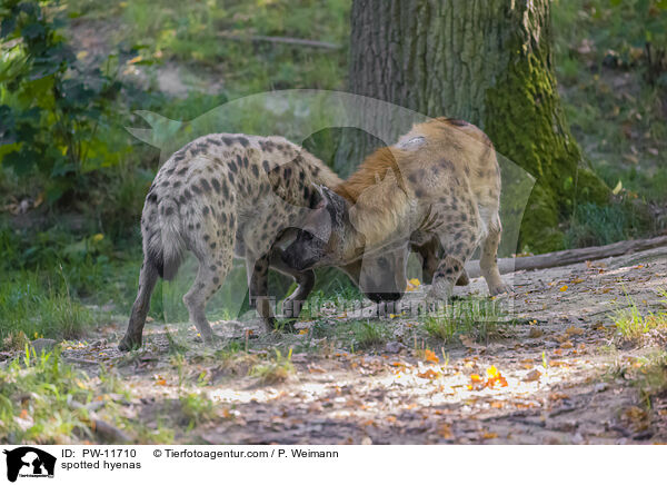 spotted hyenas / PW-11710