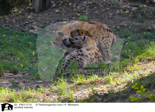 spotted hyenas / PW-11712