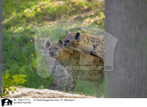 spotted hyenas / PW-11713