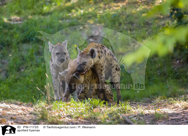 spotted hyenas / PW-11720