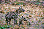 spotted hyenas