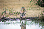 standing Spotted Hyena