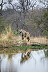 standing Spotted Hyena