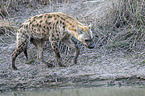 walking Spotted Hyena