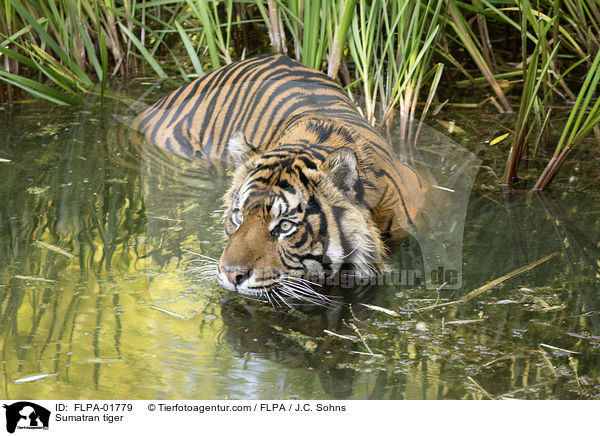 Sumatra-Tiger / Sumatran tiger / FLPA-01779