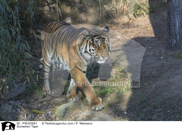 Sumatran Tiger / PW-05991