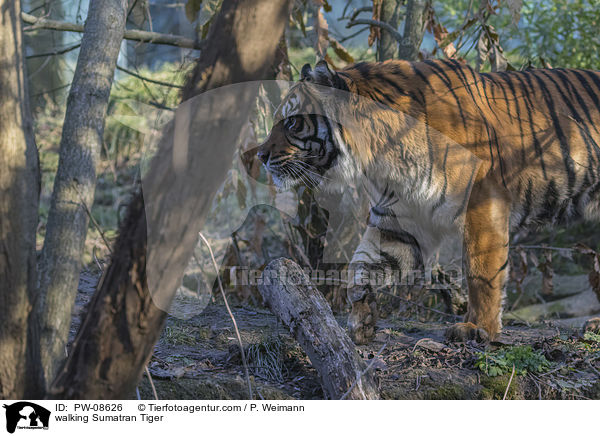 walking Sumatran Tiger / PW-08626