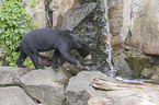 walking Sun Bear