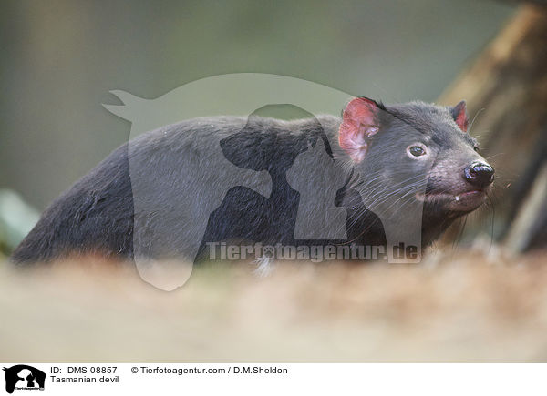 Tasmanischer Teufel / Tasmanian devil / DMS-08857