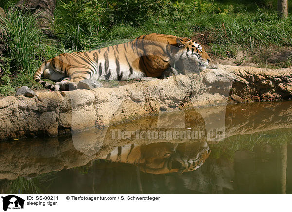 sleeping tiger / SS-00211