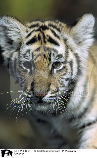 Tiger Welpe / tiger pup / PW-01004