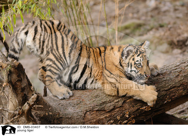 junger Tiger / young tiger / DMS-03407