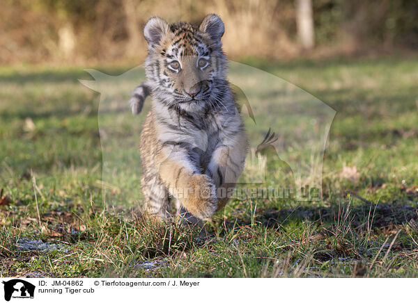 running Tiger cub / JM-04862