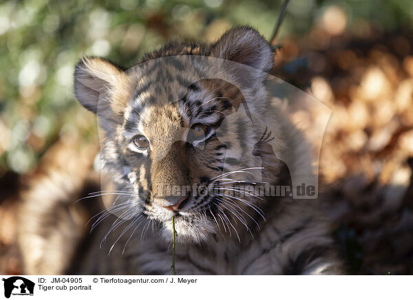 Tiger cub portrait / JM-04905