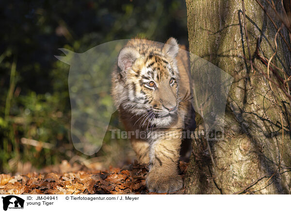 young Tiger / JM-04941