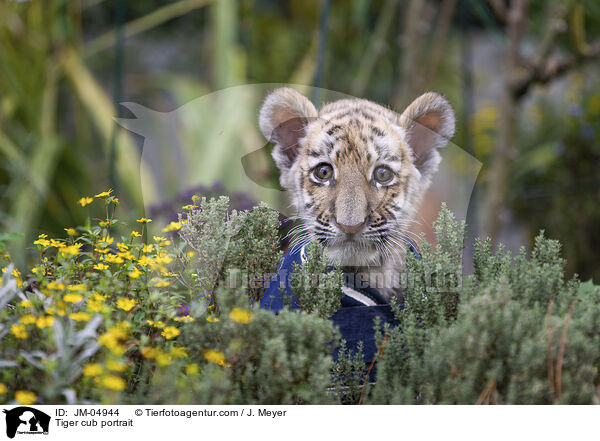 Tiger cub portrait / JM-04944