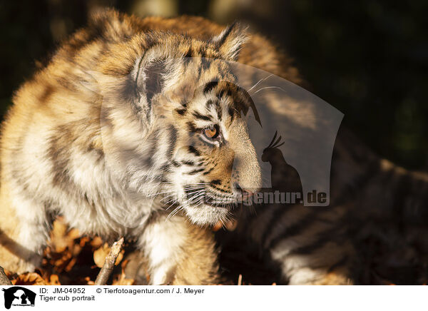 Tiger cub portrait / JM-04952