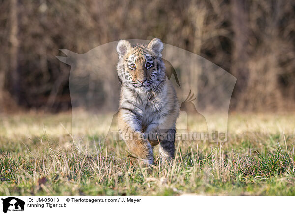 rennender junger Tiger / running Tiger cub / JM-05013
