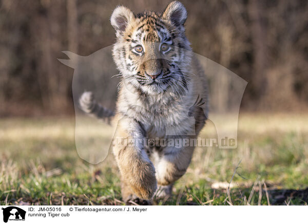 running Tiger cub / JM-05016