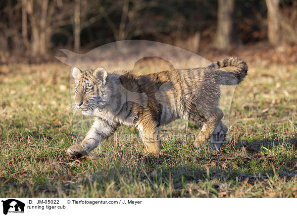 running tiger cub / JM-05022