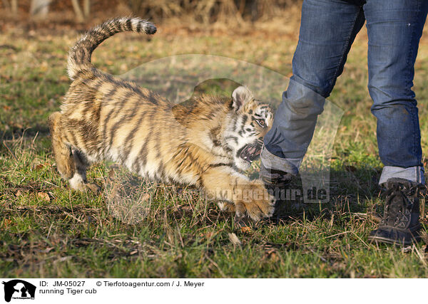running Tiger cub / JM-05027