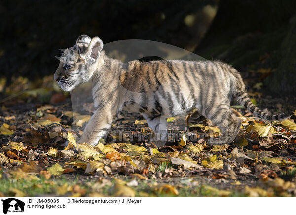 rennender junger Tiger / running tiger cub / JM-05035
