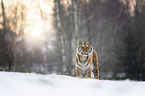 standing Tiger