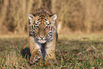 young Tiger