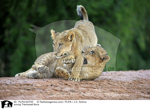 young Transvaal lions / FLPA-02740