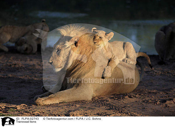 Transvaal lions / FLPA-02743