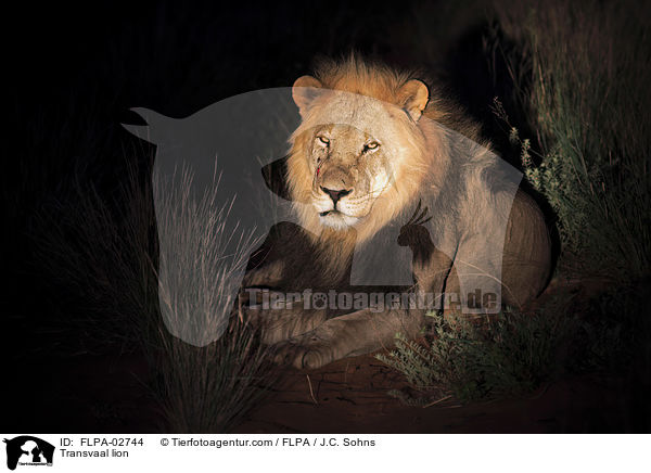 Transvaal lion / FLPA-02744