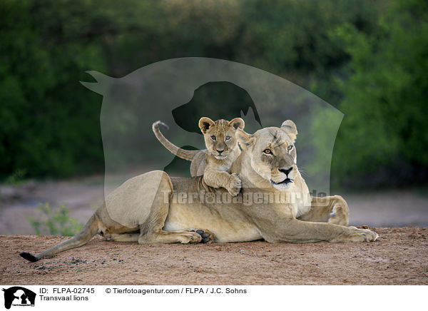 Transvaal lions / FLPA-02745