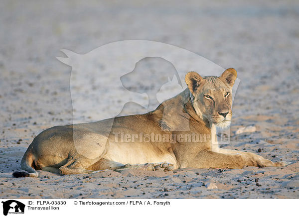 Transvaal lion / FLPA-03830