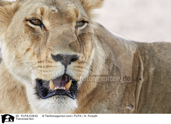 Transvaal lion / FLPA-03832